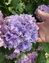 vignette Collection de rfrence Hydrangea - Hortensia