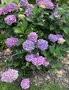 vignette Collection de rfrence Hydrangea - Hortensia