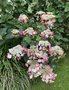 vignette Collection de rfrence Hydrangea - Hortensia