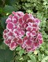 vignette Collection de rfrence Hydrangea - Hortensia