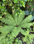 vignette Blechnum sp