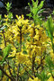 vignette Oleaceae - Forsythia de Paris - Forsythia intermedia Zabel