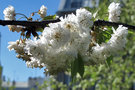 vignette Rosaceae - Merisier - Prunus avium