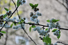 vignette Rosaceae - Merisier - Prunus avium