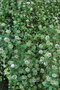 vignette Rosaceae - Spire du Japon - Spirea nipponica