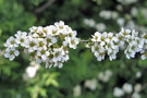 vignette Rosaceae - Spire du Japon - Spirea nipponica