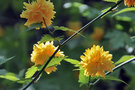 vignette Rosaceae - Corte du Japon - Kerria japonica