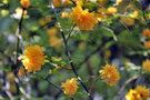 vignette Rosaceae - Corte du Japon - Kerria japonica