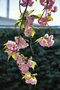 vignette Rosaceae - Prunus serrulata 'Hisakura' - Cerisier du Japon