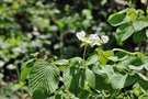 vignette Adoxaceae - Viburnum lantanoides - Viorne à feuille d'aulne