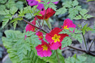 vignette Primulaceae - Primula acaulis - Primevere des jardins