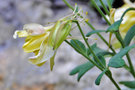 vignette Ranunculaceae - Ancolie - Aquilegia vulgaris L.