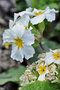 vignette Primulaceae - Primula vulgaris Huds. - Primevère commune