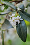 vignette Oleaceae - Ligustrum vulgare - Troène
