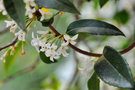 vignette Oleaceae - Ligustrum vulgare - Troène