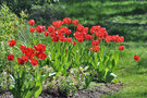 vignette Liliaceae - Tulipa gesneria - Tulipe