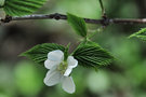 vignette Rosaceae - Rhodotypos scandens - Faux Corte