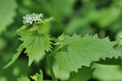 vignette Brassicaceae - Alliaria petiolata - Alliaire officinale