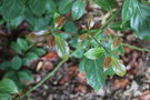 vignette Nothaphoebe cavaleriei / Lauraceae /