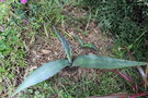 vignette Agave asperrima ssp. asperrima