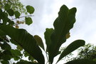 vignette Magnolia officinalis var. biloba