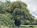 vignette Quercus ilex - Chne vert