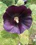 vignette Alcea rosea 'Nigra' - Rose trmire