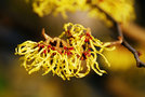 vignette Hamamelidaceae - Hamamelis mollis - Hamamelis mou ou Noisetier des sorcires