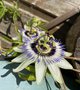 vignette Passiflora caerulea - Passiflore