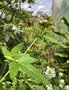 vignette Cedronella canariensis - Baume de Galaad, cedronelle anise