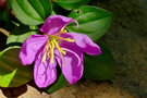 vignette Centradenia floribunda