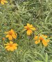 vignette Tagetes lemonnii