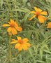 vignette Tagetes lemonnii