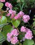 vignette Begonia semperflorens 'Doublet Rose' - Bgonia  fleur double