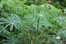 vignette Manihot carthaginensis / Euphorbiaceae