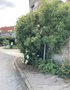 vignette Jardin de trottoir dans le Village jardin remarquable de Chdigny