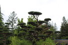 vignette Pinus sp.