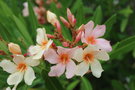 vignette Nerium oleander cv.
