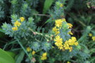 vignette Euryops tysonii / Asteraceae / Afrique du Sud