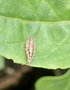 vignette Chrysoperla rufilabris - Chrysope (larve)