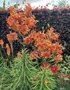 vignette Lilium lancifolium 'Flore Pleno' - Lys tigr