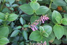 vignette Salvia 'Kisses and Wishes'