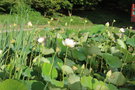 vignette Nelumbo lotus