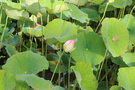 vignette Nelumbo lotus