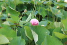 vignette Nelumbo lotus