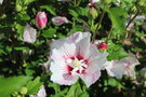 vignette Hibiscus syriacus cv.