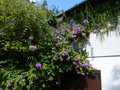 vignette Bougainvillea specto glabra bien fleurie au 14 08 21