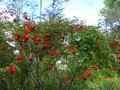 vignette Sesbania punicea très fleuri escaladé par une Passiflora au 29 06 21