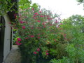 vignette Nerium oleander Commandant Barthelemy aux grandes fleurs doubles parfumées au 07 07 21