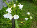 vignette Nerium Oleander Mont blanc aux fleurs doubles parfumées au 14 07 21